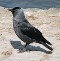 Grajilla (Corvus monedula)