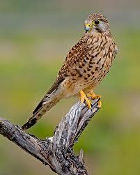 Cernícalo Vulgar (Falco tinnunculus)