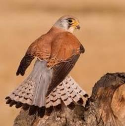 Cernícalo Primilla (Falco naumanni)