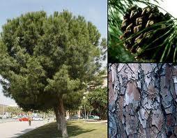 Pino Negral (Pinus Pinaster)