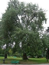 Álamo (Populus Alba)