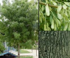 Fresnos (Fraxinus angustifolia)