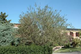 Mimbrera (Salix atrocinerea)