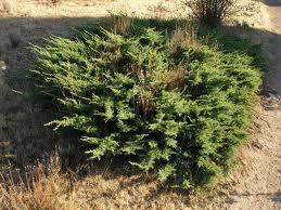 Enebro Común (Juniperus comunis)