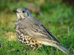 Zorzal Charlo (Turdus viscivorus)