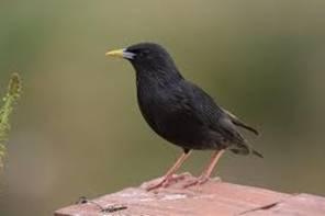 Estornino Negro (Sturnus unicolor)