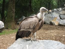 Buitre Leonado (Gyps fulvus)