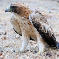 Águila Calzada (Hieratus pennatus)