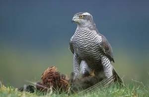 Azor (Accipiter gentilis)