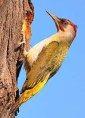 Pito Real (Picus viridis)