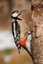 Pico Picapinos (Dendrocopus major)