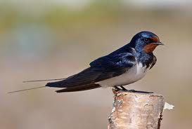 Golondrina Común (Hirundo rustica)