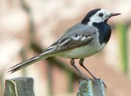 Lavandera Blanca (Motacilla alba)