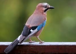 Arrendajo (Garrulus glandarius)