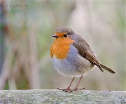 Petirrojo (Erithacus rubecula)