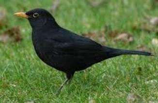 Mirlo Común (Turdus merula)