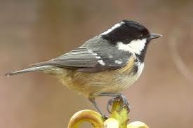 Carbonero Garrapinos (Parus ater)