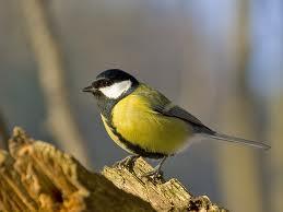 Carbonero Común (Parus major)