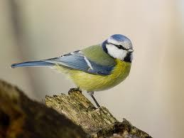 Herrerillo Común (Parus caeruleus)