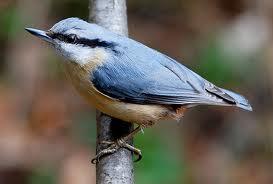 Trepador azul (Sitta europaea)