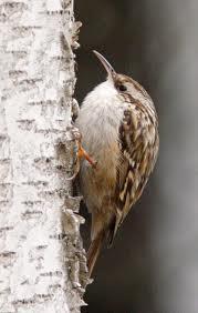 Agateador común (Certhia brachydactyla)