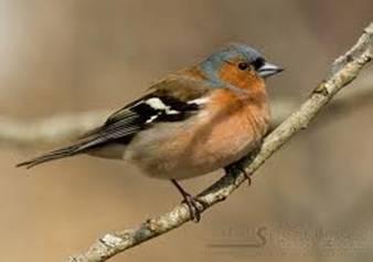 Pinzón vulgar (Fringilla coelebs)