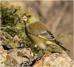 Verderón común (Carduelis chloris)