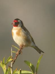 Jilguero (Carduelis carduelis)