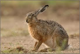 Liebre (Lepus capensis)