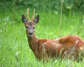 Corzo (Capreolus  capreolus)