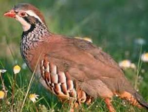 Perdiz Roja (Alectoris rufa)