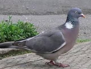 Paloma Torcaz (Columba palumbus)