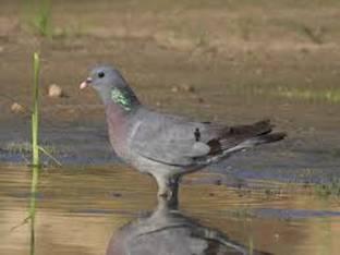 Paloma Zurita (Columba oenas)