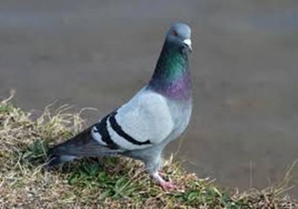 Paloma Bravía (Columba livia)