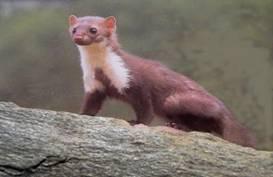 Comadreja (Mustela nivalis)