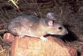 Ratón de campo (Ratus Ratus)