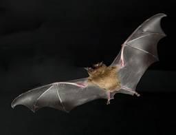 Murciélago común (Pipistrellus Pipistrellus)