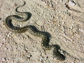 Culebra Viperina (Natrix maura)