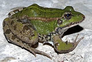 Rana Común (Pelophylax pereci)