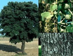 Encina (Quercus ilex)