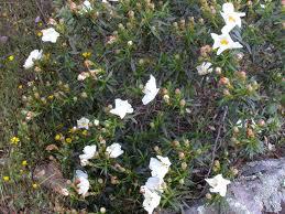 Jara (Cistus ladaniferus)