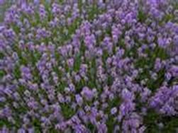 Cantueso (Lavandula stoechas)