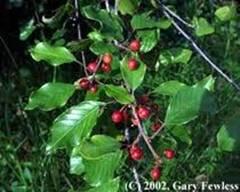 Frágula (Fragula alnus)