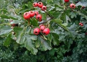 Espino Albar (Crataegus monogyna)