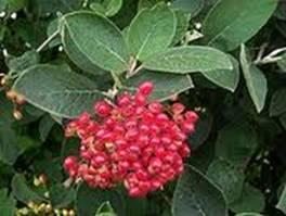 Durillo (Viburnus lantana)