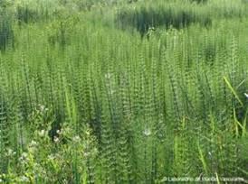 Cola de Caballo (Equisetum sp)