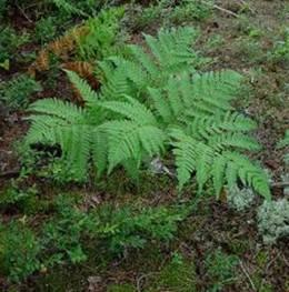 Helecho (Pteridium aquilinum)