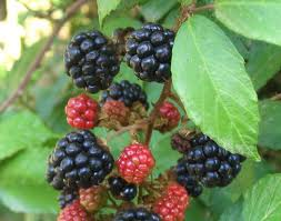 Zarzas (Rubus ulmifolius)